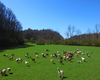 160 Acre Horse Farm in Ellijay